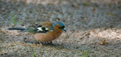 A chaffinch bird is foraging for food on the forest ground, showcasing its vibrant feathers.